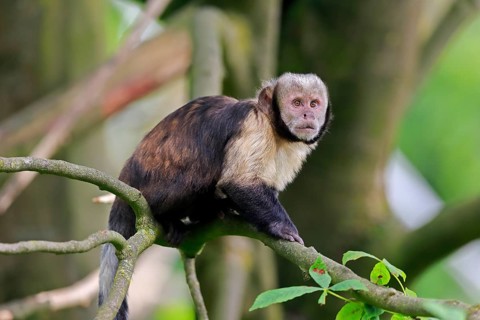 Golden-bellied capuchin
