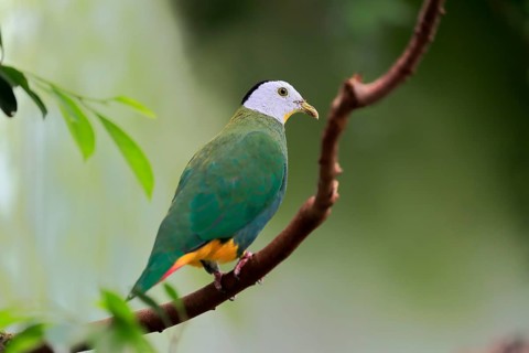 Black-naped fruit dove