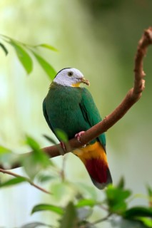 Black-naped fruit dove