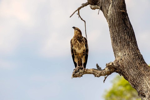 African fish eagle