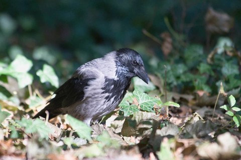 Carrion crow