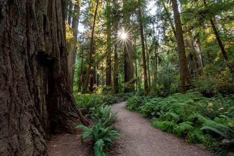 Hiking trail through forest with coast redwoods