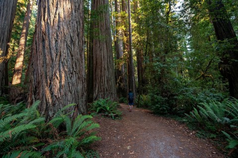 Hiker on trail through forest with coast redwoods