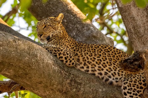 African leopard
