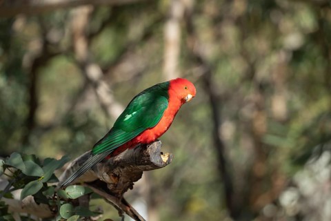 Australian King Parrot