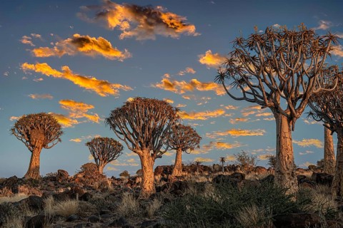 Quiver trees
