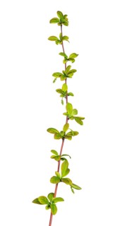 Korean barberry
