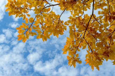 Red Oak