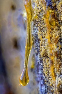 Tree resin of a european black pine