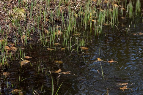 Common toad