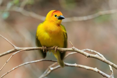 Taveta weaver