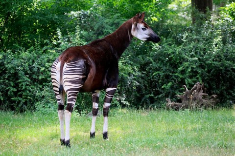Okapi