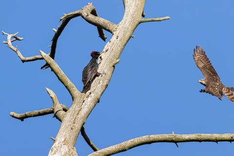Eurasian sparrowhawk