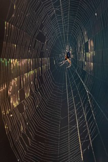 European garden spider