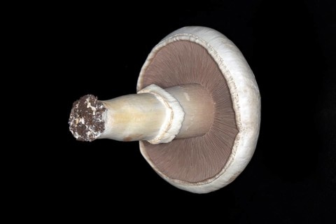 Freshly harvested white horse mushroom