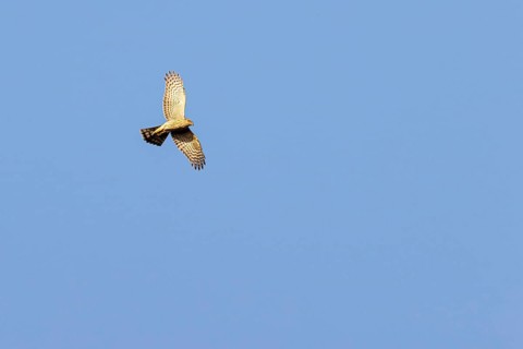 Eurasian sparrowhawk