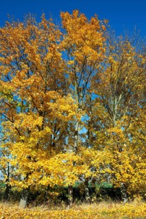 Norway maple