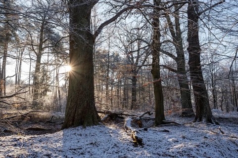 English oaks