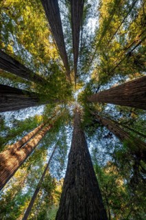 Coast redwoods