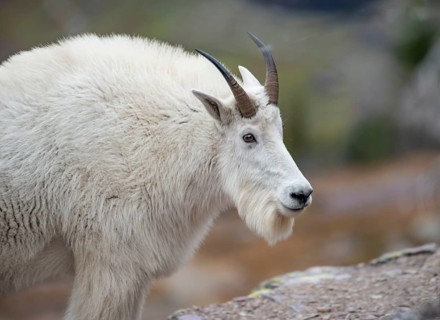 Mountain goat