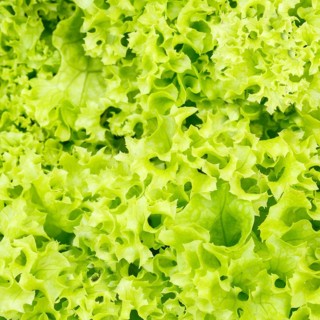 Endive lettuce endive vegetable background from above healthy food square