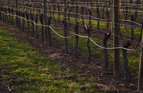 Irrigated vines