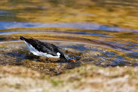 Eurasian oystercatcher