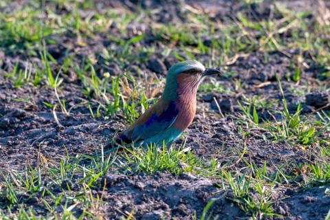 Lilac breasted roller