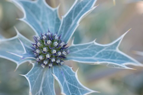 Sea holly
