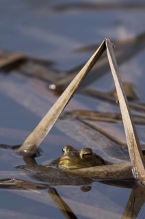 Common toad