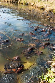 Common frog