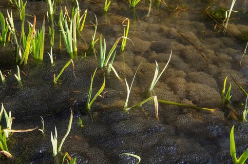 Common frog