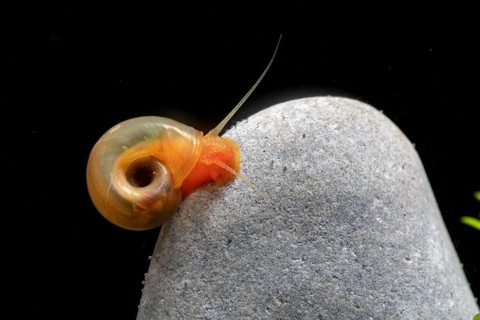 Red ramshorn snail