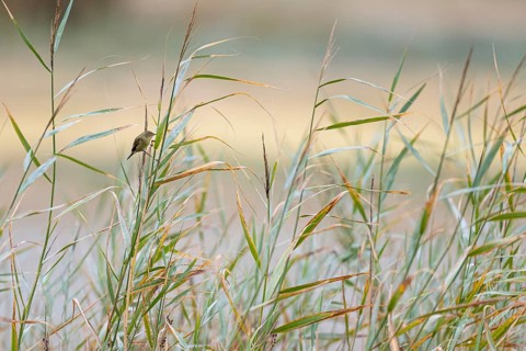 Willow warbler