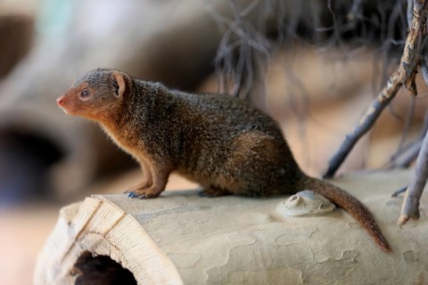 Dwarf mongoose