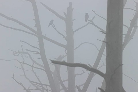 Hooded crow