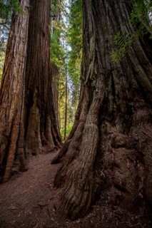 Trunks of two redwoods