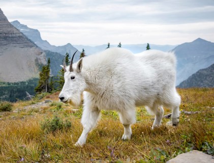Mountain goat