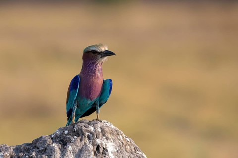 Lilac breasted roller