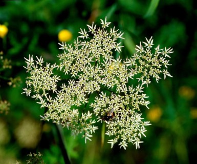 Hogweed