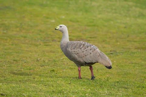 Cape Barren goose