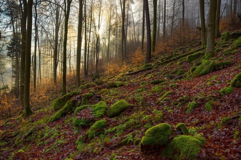 Mountain Forest at Sunrise with Morning Haze