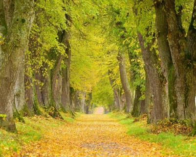 Lime Tree Avenue in Autumn