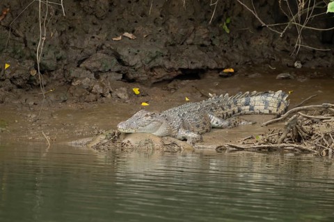 Saltwater crocodile