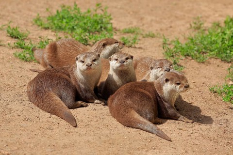 Oriental small-clawed otter