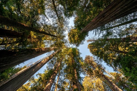 Coast redwoods