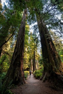 Young man on a hiking trail through forest with coast redwoods