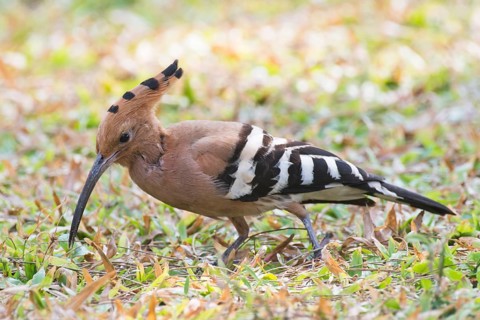 Hoopoe
