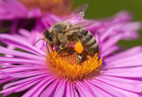 Pollen collecting honey bee