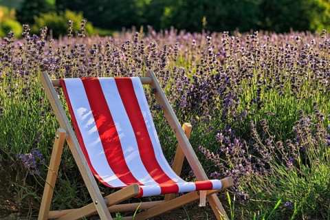Deckchair at the lavender field